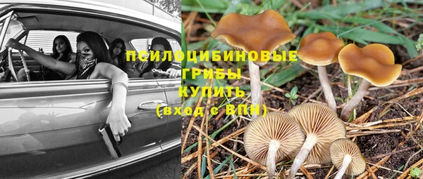 сатива Пересвет