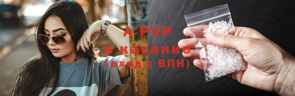 сатива Пересвет